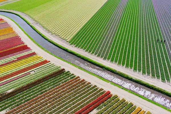 Cánh đồng hoa tulip đầy màu sắc ở Hà Lan đoạt giải 3 ở hạng mục địa điểm. Cánh đồng hoa tulip đầy màu sắc ở Hà Lan đoạt giải 3 ở hạng mục địa điểm.