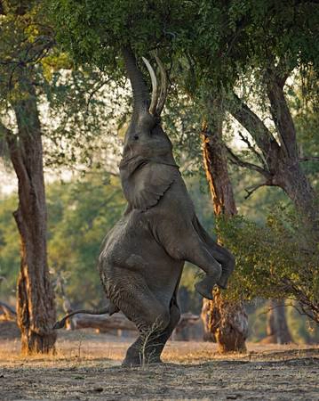 Tên tác phẩm: A Fine Balance (Cân bằng tốt). Tác giả: Morkel Erasmus. Địa điểm: Zimbabwe.