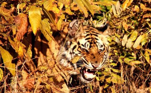 Tên tác phẩm: Hungry Eyes (Cặp mắt đói). Tác giả: Vamini Sethi. Địa điểm Bandhavgarh, Ấn Độ.