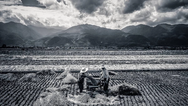 Khung cảnh thu hoạch mùa vụ ở một vùng quê. Ảnh: Alec Davidson / Picfair Khung cảnh thu hoạch mùa vụ ở một vùng quê. Ảnh: Alec Davidson / Picfair
