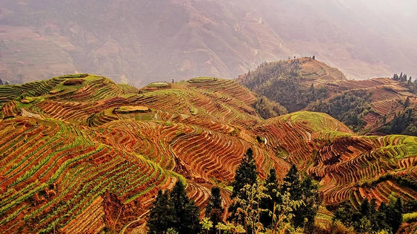 Ruộng bậc thang ở Longsheng, Quảng Tây. Những thửa ruộng bậc thang này được xây dựng từ triều đại nhà Nguyên (1271-1368), và hiện nay đã trở thành điểm đến thu hút nhiều khách du lịch đến vùng này. Ảnh: davidhuiphoto / Picfair Ruộng bậc thang ở Longsheng, Quảng Tây. Những thửa ruộng bậc thang này được xây dựng từ triều đại nhà Nguyên (1271-1368), và hiện nay đã trở thành điểm đến thu hút nhiều khách du lịch đến vùng này. Ảnh: davidhuiphoto / Picfair