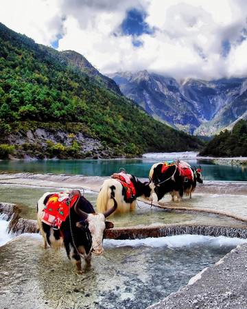 Những chú bò Tây Tạng ở Núi tuyết Ngọc Long, Vân Nam. Toàn bộ hệ thống núi này có tất cả 12 đỉnh núi cao trên 5000m quanh năm tuyết phủ. 12 ngọn núi này bao phủ khu vực rộng lớn giống như con bạch tuộc bơi giữa sông Hằng nên gọi là "Ngọc Long". Ảnh: davidhuiphoto / Picfair Những chú bò Tây Tạng ở Núi tuyết Ngọc Long, Vân Nam. Toàn bộ hệ thống núi này có tất cả 12 đỉnh núi cao trên 5000m quanh năm tuyết phủ. 12 ngọn núi này bao phủ khu vực rộng lớn giống như con bạch tuộc bơi giữa sông Hằng nên gọi là "Ngọc Long". Ảnh: davidhuiphoto / Picfair