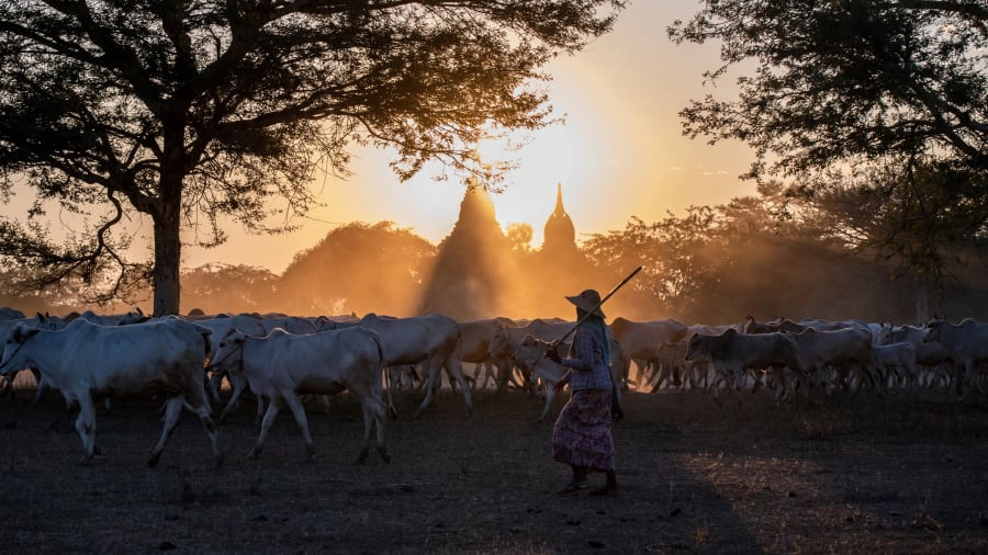 Bagan (Myanmar) là điểm đến hấp dẫn nhiều du khách yêu thích sự hoài cổ, muốn tìm về chốn xưa cũ. Bagan bình yên trong thời khắc hoàng hôn là cảnh tượng khiến nhiều tín đồ du lịch mê mẩn.