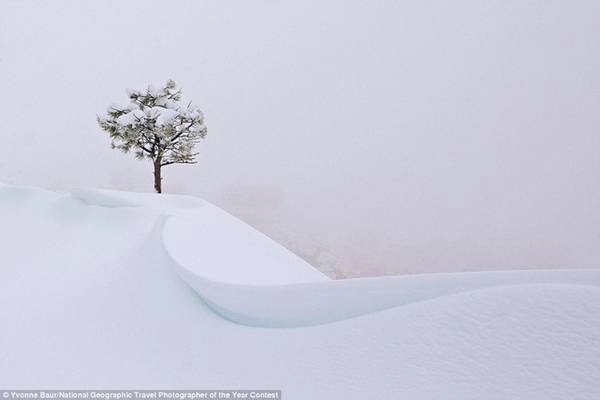 Trong một trận bão tuyết ở hẻm núi Bryce, Utah, Mỹ, một thân cây cô đơn hiện trên nền khung cảnh trắng xóa, nơi tầm nhìn gần như bằng 0.