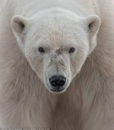 Ari Ross nhìn thấy chú gấu này ở Wahlenbergfjorden, ngoài Svalbard, Na Uy.
