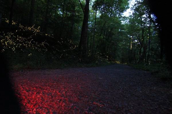 Vào mỗi mùa hè, một loài đom đóm đặc biệt kéo đến công viên quốc gia Great Smoky Mountains, Tennessee để tìm bạn tình, tạo thành một cảnh tượng lung linh về đêm kéo dài suốt 2 tuần lễ. Nhung-canh-dep-me-hon-nhung-it-du-khach-ivivu-14