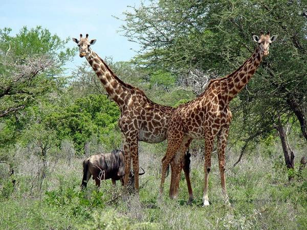 Khu bảo tồn động vật Selous Game Reserve ở Tanzania có một quần thể khổng lồ các loài voi, sư tử, cá sấu, trâu, hà mã…, với diện tích gần gấp đôi Đan Mạch. Chỉ 2% diện tích khu vực này được mở cửa cho khách du lịch. Khu bảo tồn động vật Selous Game Reserve ở Tanzania có một quần thể khổng lồ các loài voi, sư tử, cá sấu, trâu, hà mã…, với diện tích gần gấp đôi Đan Mạch. Chỉ 2% diện tích khu vực này được mở cửa cho khách du lịch.