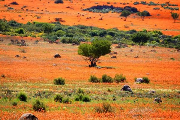 Vào mùa xuân, vùng Namaqualand, một khu vực khô cằn của Namibia và Nam Phi trải dài 965 km lại phủ đầy hoa cúc vàng và cúc trắng, tạo thành một bức tranh khổng lồ vô cùng lãng mạn. Nhung-canh-dep-me-hon-nhung-it-du-khach-phan-2-ivivu-6