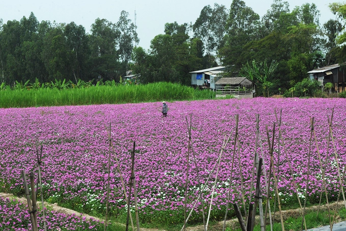 Cánh đồng hoa dừa cạn, An Giang  Vườn hoa nằm ở huyện Phú Tân, tỉnh An Giang, chủ yếu tập trung ở các xã Phú Hưng, Phú Thạnh, Bình Thạnh Đông, Tân Hòa. Hiện địa chỉ này thu hút đông giới trẻ ở các tỉnh miền Tây đến tham quan chụp ảnh. Đây cũng là thời điểm nông dân thu hoạch trái dừa cạn, khoảng một tháng nữa sẽ bắt đầu cắt thân. Vì thế, nếu muốn có những bức hình đẹp với những thửa hoa nở rộ có màu tím hồng, bạn nên lập kế hoạch ngay. Ảnh: Phan Bảo Ân.