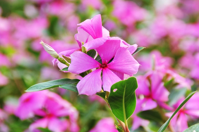 Người dân ở đây trồng cây dừa cạn để làm thuốc nam. Diện tích trồng hoa do người dân tự nguyện cho mượn, nhằm cung cấp nguyên liệu cho các nơi chế tạo thuốc. Ảnh: Phan Bảo Ân.