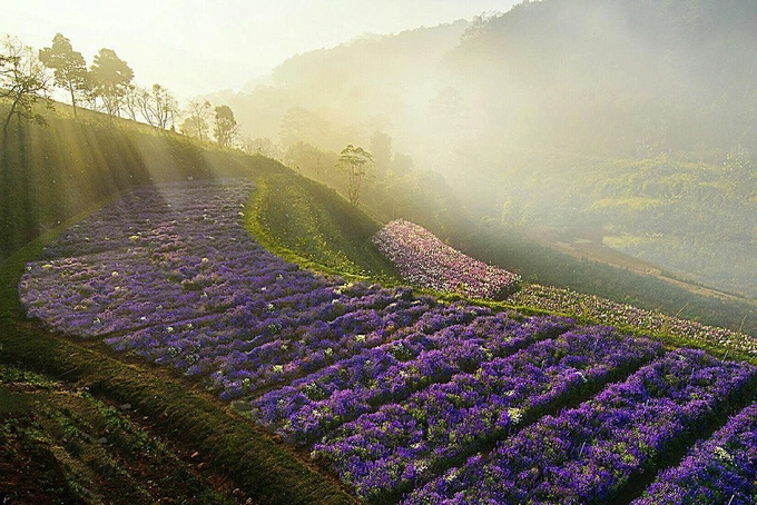 Cánh đồng hoa như trời Âu, Đà Lạt  Cánh đồng này rộng khoảng 2 ha, nép mình bên cánh rừng thông ngút ngàn trên đường lánh nạn 1, đèo Mimosa, cách trung tâm Đà Lạt chừng 10 km. Tuy mới xuất hiện không lâu, nơi đây thu hút đông đảo du khách trong lẫn ngoài nước đến thăm thú. Ảnh: Phan Anh Dũng.