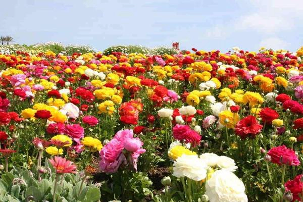 nhung-canh-dong-hoa-dep-nhat-the-gioi-ivivu-1