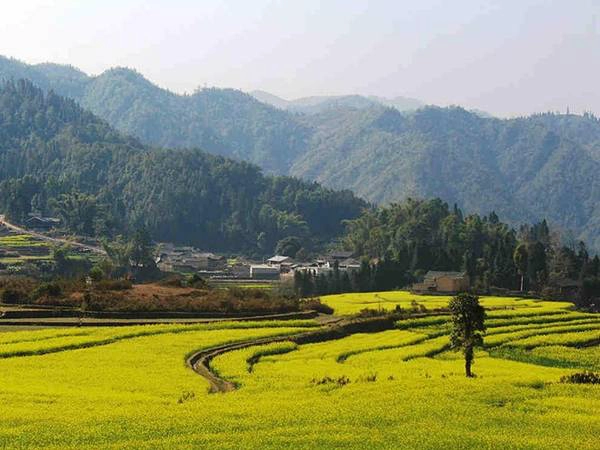 nhung-canh-dong-hoa-dep-nhat-the-gioi-ivivu-9