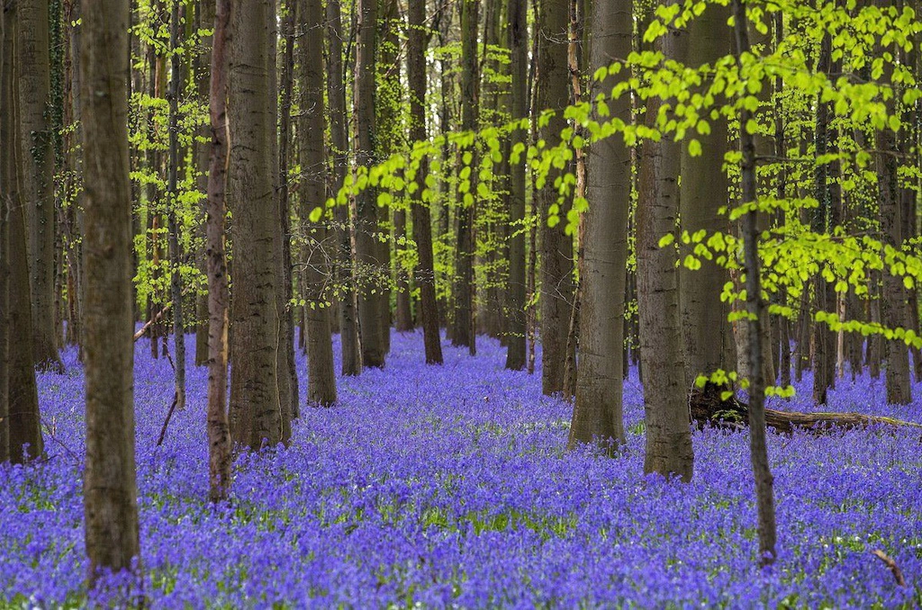 Rừng Xanh ở Halle, Bỉ, gây ấn tượng với cánh đồng hoa chuông trải thảm xanh lãng mạn. Vào cuối tháng 4 đến đầu tháng 5, khi hoa chuông xanh bung nở, nơi đây được ví như bức tranh cổ tích bởi vẻ đẹp mơ màng.