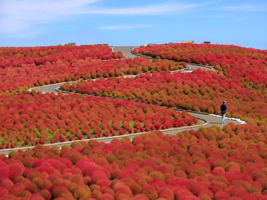 Công viên bờ biển Hitachi ở Ibaraki, Nhật Bản, gồm 350 ha trồng hoa. Hoa nemophila màu xanh sẽ vào mùa từ cuối tháng 4 đến giữa tháng 5, những bụi cây kokia màu xanh lá chuyển sang màu đỏ rực rỡ vào tháng 10.