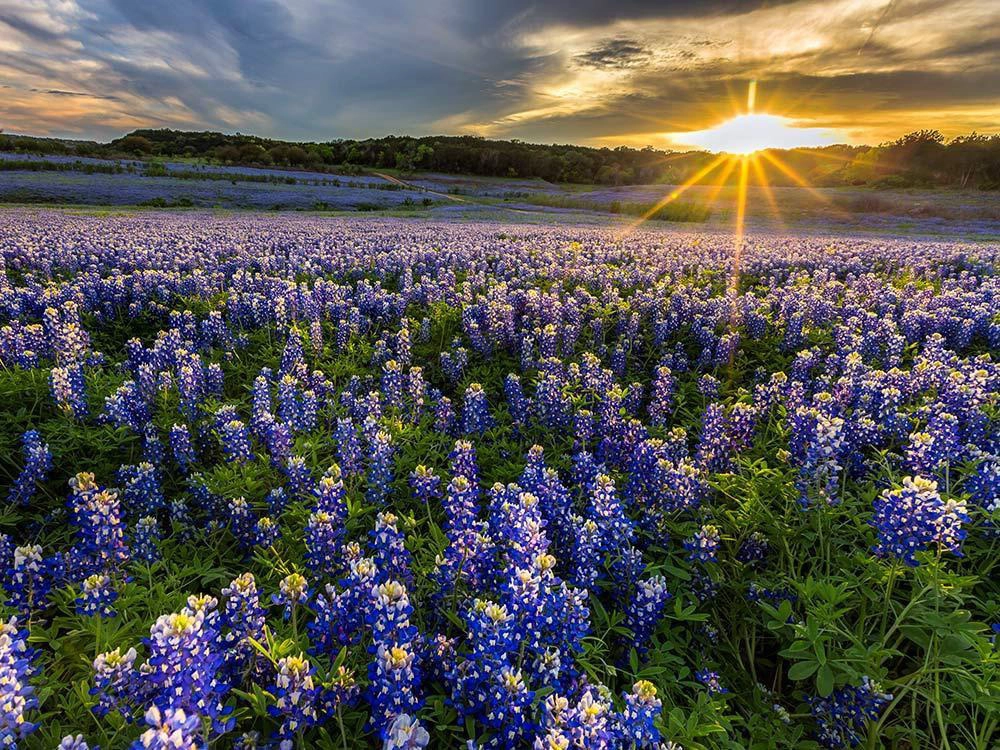 Vào cuối tháng 3, đầu tháng 4, "miền Tây hoang dã" Texas, Mỹ bỗng trở nên đẹp diệu kì với sự xuất hiện của những cánh đồng Bluebonnet rộng ngút mắt. Sắc xanh tím có ở khắp nơi, từ trong vườn, ven đường cao tốc đến cánh đồng bỏ hoang... mỗi khi mùa hoa đến.