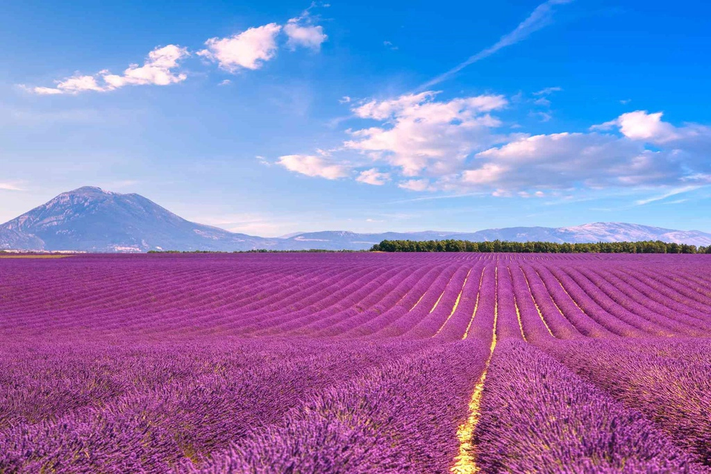 Cánh đồng oải hương lãng mạn ở Provence, Pháp, bắt đầu nở rộ từ cuối tháng 6 đến đầu tháng 8. Vẻ đẹp dịu dàng, mộng mơ của loài hoa này từ lâu đã được du khách khắp nơi chú ý.