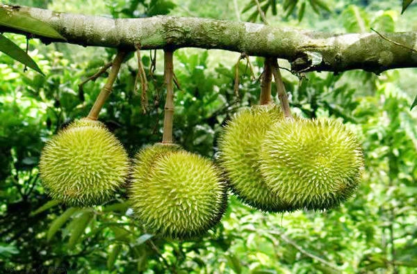 nhung-chon-vui-choi-gan-sai-gon-di-ve-trong-ngay-ivivu-3