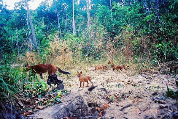 Khám phá rừng Mondulkiri hoang dã: Campuchia có nhiều khu rừng nguyên sinh, trong đó có Mondulkiri, một trong những khu rừng hoang dã cuối cùng của châu Á. Đây là nơi sinh sống của nhiều loài động vật quý hiếm, có nguy cơ tuyệt chủng như voi, báo, hổ hay tê giác. Ảnh: WWF. Khám phá rừng Mondulkiri hoang dã: Campuchia có nhiều khu rừng nguyên sinh, trong đó có Mondulkiri, một trong những khu rừng hoang dã cuối cùng của châu Á. Đây là nơi sinh sống của nhiều loài động vật quý hiếm, có nguy cơ tuyệt chủng như voi, báo, hổ hay tê giác. Ảnh: WWF.