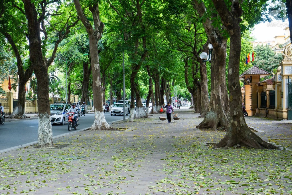 Giữa trời nắng nóng, bất kỳ ai đi qua đường Phan Đình Phùng đều thầm reo lên trong lòng vì như đang đi lạc vào một... hành tinh khác