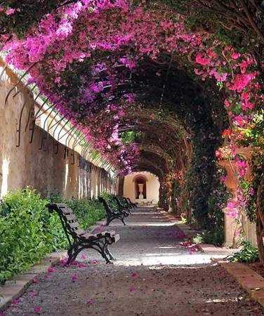 Con đường hoa giấy ở Valencia, Tây Ban Nha.