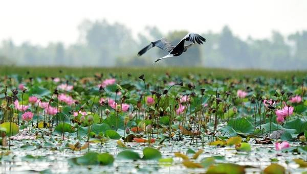 Đồng Tháp Mười. Ảnh: NonsongViet. 
