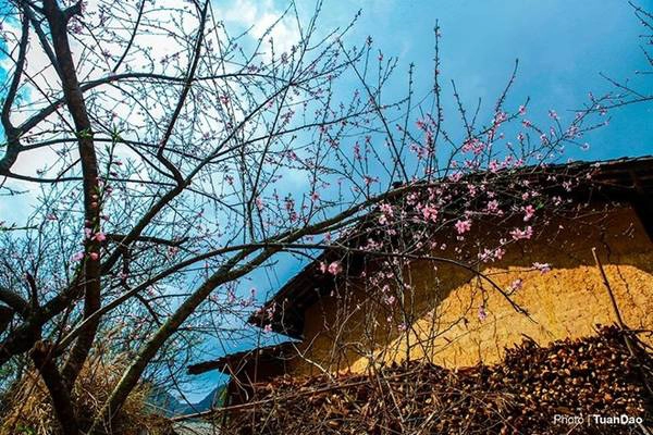 Hà Giang đẹp vào mọi mùa trong năm. Mùa xuân, các ngôi nhà tường trình nổi bật trên nền trời xanh thẫm, bên các cây hoa đào đang khoe sắc rực rỡ.