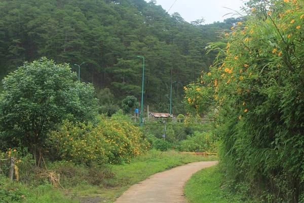 Khu vực đầu đường vào cao tốc Liên Khương - đèo Prenn, ngay vừa khi hết chân đèo Prenn, bạn nhìn về phía tay trái sẽ thấy những ngọn đồi, con đường đất đỏ tràn ngập một màu vàng sặc sỡ của loài hoa này. Khu vực đầu đường vào cao tốc Liên Khương - đèo Prenn, ngay vừa khi hết chân đèo Prenn, bạn nhìn về phía tay trái sẽ thấy những ngọn đồi, con đường đất đỏ tràn ngập một màu vàng sặc sỡ của loài hoa này.