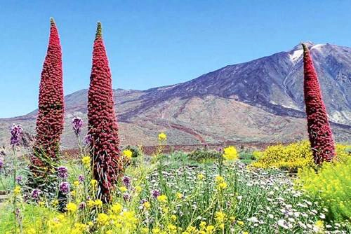 Cây echium wildpretii hoa nở đỏ rực quý hiếm