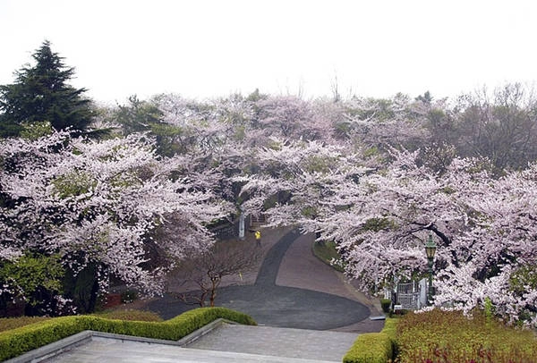 Hoa anh đào nở rộ trong công viên Wolpyeong Park. Ảnh: korea.net