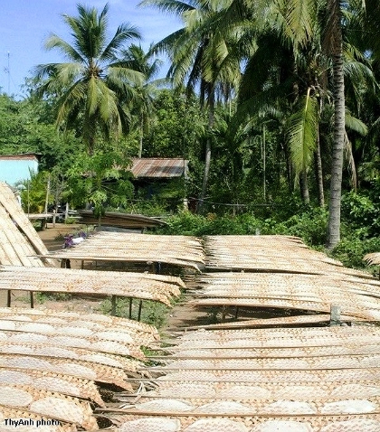 Một sân phơi bánh tráng. Ảnh: ThyAnh. Một sân phơi bánh tráng. Ảnh: ThyAnh.
