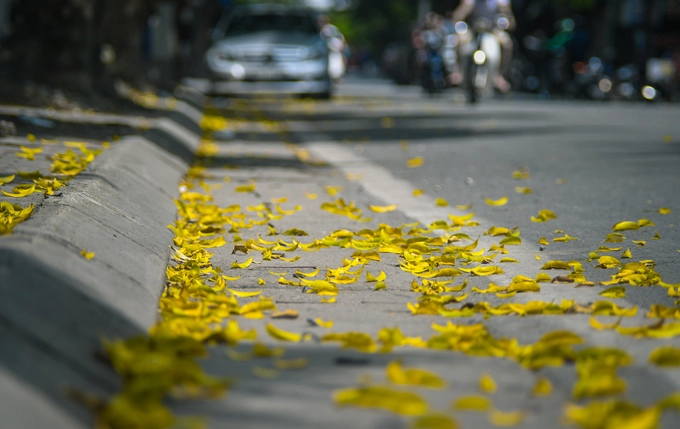 Những hàng cây sấu, xà cừ trên đường Trần Phú vẫn còn đang thay lá. Những hàng cây sấu, xà cừ trên đường Trần Phú vẫn còn đang thay lá.
