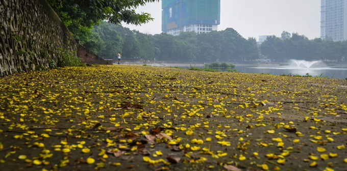 Thảm hoa quanh bờ hồ Giảng Võ cũng góp thêm sắc vàng cho ngày thu. Mùa này, nếu đi dạo vào sáng sớm, du khách sẽ nhận ra những làn sương mỏng phủ xuống thành phố cùng tiết trời dịu mát. Thảm hoa quanh bờ hồ Giảng Võ cũng góp thêm sắc vàng cho ngày thu. Mùa này, nếu đi dạo vào sáng sớm, du khách sẽ nhận ra những làn sương mỏng phủ xuống thành phố cùng tiết trời dịu mát.