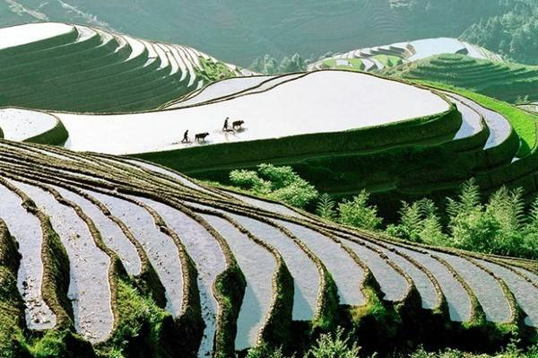 Ruộng bậc thang ở Trung Quốc. Ruộng bậc thang ở Trung Quốc.