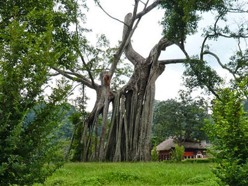 nhung-dia-diem-du-lich-noi-tieng-o-tuyen-quang-ivivu-13