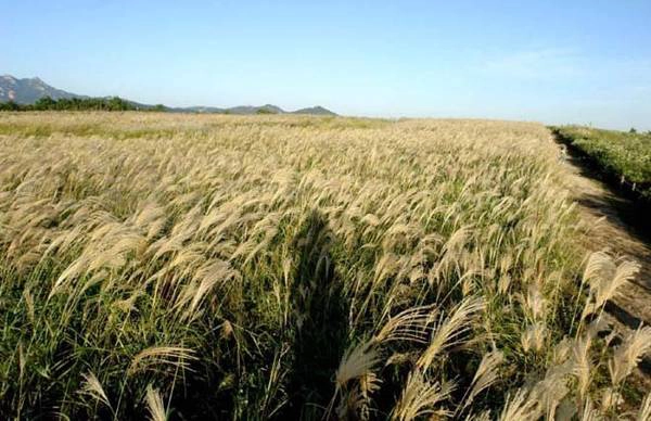 Công viên Haneul Con đường cây gỗ đỏ tại công viên Haneul kéo dài hơn 900 m. Để tới đỉnh, bạn phải leo hơn 290 bậc cầu thang hoặc men theo con đường quanh co. Từ trên đỉnh, du khách có thể phóng tầm mắt tới vùng đồng cỏ rộng lớn. Vào thu, lễ hội Seoul Eulalia được tổ chức tại đỉnh núi Haneul để tôn vinh vẻ đẹp của cánh đồng cỏ lau. Những bông lau đung đưa theo gió tựa như làn sóng bạc, thổi không khí mùa thu vào trong lòng du khách. Các điểm du lịch xung quanh: Công viên World Cup, công viên Nanji Hangang. Ảnh: travelkorea Công viên Haneul Con đường cây gỗ đỏ tại công viên Haneul kéo dài hơn 900 m. Để tới đỉnh, bạn phải leo hơn 290 bậc cầu thang hoặc men theo con đường quanh co. Từ trên đỉnh, du khách có thể phóng tầm mắt tới vùng đồng cỏ rộng lớn. Vào thu, lễ hội Seoul Eulalia được tổ chức tại đỉnh núi Haneul để tôn vinh vẻ đẹp của cánh đồng cỏ lau. Những bông lau đung đưa theo gió tựa như làn sóng bạc, thổi không khí mùa thu vào trong lòng du khách. Các điểm du lịch xung quanh: Công viên World Cup, công viên Nanji Hangang. Ảnh: travelkorea