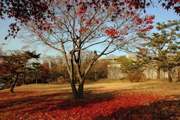 Đường Nakseongdae’s Garosu-gil Nằm ngoài ga tàu Nakseongdae, con đường dài một km mang tên Garosu-gil rợp bóng với hàng cây dẻ quạt vàng và cây phong lá đỏ. Bạn có thể ghé qua và đi dạo trong công viên Nakseongdae trên núi Gwanaksan, ngăm những tán cây đổ lá vàng và khóm hoa ven đường. Các điểm du lịch xung quanh: Công viên khoa học Seoul, đại học quốc gia Seoul, bảo tàng nghệ thuật… Ảnh: yorimcha Đường Nakseongdae’s Garosu-gil Nằm ngoài ga tàu Nakseongdae, con đường dài một km mang tên Garosu-gil rợp bóng với hàng cây dẻ quạt vàng và cây phong lá đỏ. Bạn có thể ghé qua và đi dạo trong công viên Nakseongdae trên núi Gwanaksan, ngăm những tán cây đổ lá vàng và khóm hoa ven đường. Các điểm du lịch xung quanh: Công viên khoa học Seoul, đại học quốc gia Seoul, bảo tàng nghệ thuật… Ảnh: yorimcha