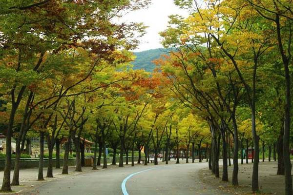 Công viên Grand Seoul Đến đây, du khách như được “tắm” trong khung cảnh yên bình của cánh rừng đang chuyển mình sang thu, với mùi hương nhè nhẹ của gỗ. Đây là khu vực có nhiều các cây gỗ lớn như thông, thủy tùng, dẻ quạt. Bạn cũng có thể ngắm nhìn những loài động vật được nuôi trong môi trường bán hoang dã tại vườn bách thú thuộc công viên. Các điểm du lịch xung quanh: vườn bách thú Seoul, bảo tàng nghệ thuật đương đại Seoul. Ảnh: thetravelsquid Công viên Grand Seoul Đến đây, du khách như được “tắm” trong khung cảnh yên bình của cánh rừng đang chuyển mình sang thu, với mùi hương nhè nhẹ của gỗ. Đây là khu vực có nhiều các cây gỗ lớn như thông, thủy tùng, dẻ quạt. Bạn cũng có thể ngắm nhìn những loài động vật được nuôi trong môi trường bán hoang dã tại vườn bách thú thuộc công viên. Các điểm du lịch xung quanh: vườn bách thú Seoul, bảo tàng nghệ thuật đương đại Seoul. Ảnh: thetravelsquid