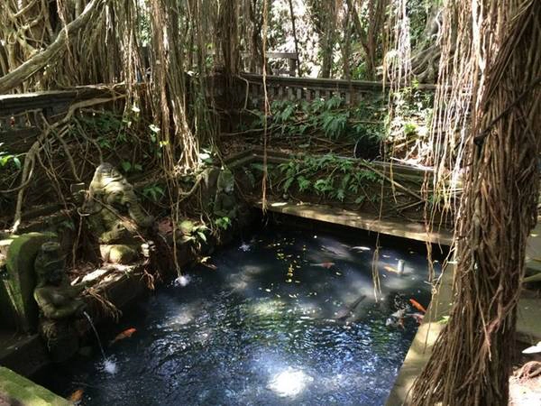 Khỉ ở khắp nơi trong rừng khỉ Ubud. 