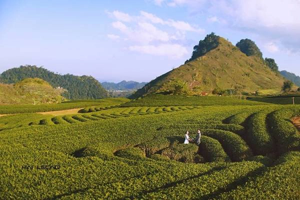 Đồi chè, thác Mơ, các vườn hoa thơ mộng... luôn là những địa điểm hấp dẫn dành cho các cặp đôi. Đồi chè, thác Mơ, các vườn hoa thơ mộng... luôn là những địa điểm hấp dẫn dành cho các cặp đôi.