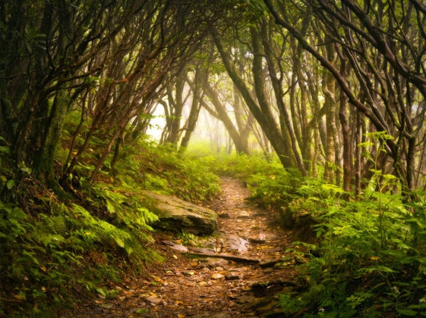 Một con đường rừng lãng mạn trên cung đường Appalachian Trail ở Mỹ - Ảnh: wp Một con đường rừng lãng mạn trên cung đường Appalachian Trail ở Mỹ - Ảnh: wp