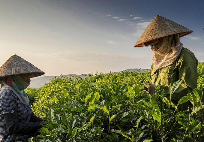 Tại một số đồi chè như Tân Cương, sông Cầu, khách du lịch có thể trải nghiệm cùng người dân địa phương thu hái, chế biến và thưởng thức trà. Để tạo nên một chén trà ngon, các búp chè phải được thu hoạch từ sáng sớm, trải qua hàng loạt công đoạn như làm héo, vò, sao với những bí quyết riêng của từng vùng.