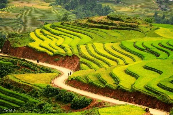 Mùa thu hàng năm là "thời điểm vàng" để đi du lịch Sapa để chiêm ngưỡng ruộng bậc thang vàng rực vào mùa lúa chín.