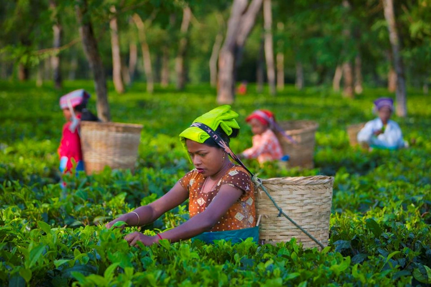 Assam, Ấn Độ: Assam nằm ở phía đông bắc Ấn Độ và là vùng sản xuất trà lớn nhất cả nước, mỗi năm cung cấp 60% tổng lượng trà của cả Ấn Độ. Đa số đồn điền trà rộng lớn ở đây đều nằm ở khu vực thung lũng Brahmaputra, trong đó, Jorhat nằm ở trung tâm của thung lũng, còn được gọi là "Thủ đô trà của thế giới". Ảnh: Getty. Assam, Ấn Độ: Assam nằm ở phía đông bắc Ấn Độ và là vùng sản xuất trà lớn nhất cả nước, mỗi năm cung cấp 60% tổng lượng trà của cả Ấn Độ. Đa số đồn điền trà rộng lớn ở đây đều nằm ở khu vực thung lũng Brahmaputra, trong đó, Jorhat nằm ở trung tâm của thung lũng, còn được gọi là "Thủ đô trà của thế giới". Ảnh: Getty.