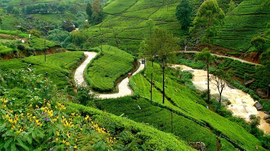 Nuwara Eliya, Sri Lanka: Nuwara Eliya được biết đến như là một “nước Anh thu nhỏ" với cảnh quan hấp dẫn của những đồn điền trồng trà, trong đó, nổi tiếng nhất là Pedro Estate, nằm gần trung tâm của Sri Lanka. Trà Ceylon ở đây có màu vàng và là mặt hàng xuất khẩu quan trọng nhất của Sri Lanka. Ảnh: Corporatemaldives. Nuwara Eliya, Sri Lanka: Nuwara Eliya được biết đến như là một “nước Anh thu nhỏ" với cảnh quan hấp dẫn của những đồn điền trồng trà, trong đó, nổi tiếng nhất là Pedro Estate, nằm gần trung tâm của Sri Lanka. Trà Ceylon ở đây có màu vàng và là mặt hàng xuất khẩu quan trọng nhất của Sri Lanka. Ảnh: Corporatemaldives.