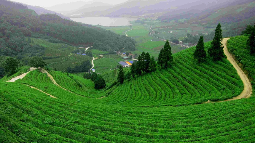 Hàng Châu, Trung Quốc: Trà Long Tỉnh nổi tiếng được trồng chủ yếu ở Hàng Châu gần Tây Hồ. Với lịch sử hơn 1.200 năm tuổi, Long Tỉnh là một trong những loại trà phổ biến nhất Trung Quốc. Thời gian lý tưởng nhất để ghé thăm nơi đây là vào đầu mùa xuân khi chất lượng trà tốt nhất và thời tiết dễ chịu. Ảnh: Cattanblog. Hàng Châu, Trung Quốc: Trà Long Tỉnh nổi tiếng được trồng chủ yếu ở Hàng Châu gần Tây Hồ. Với lịch sử hơn 1.200 năm tuổi, Long Tỉnh là một trong những loại trà phổ biến nhất Trung Quốc. Thời gian lý tưởng nhất để ghé thăm nơi đây là vào đầu mùa xuân khi chất lượng trà tốt nhất và thời tiết dễ chịu. Ảnh: Cattanblog.