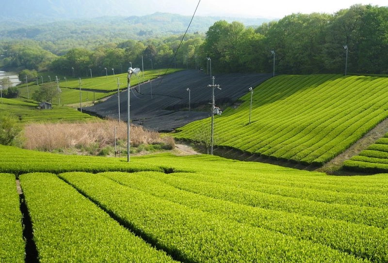 Uji, Nhật Bản: Mặc dù không phải là một đồn điền lớn, nhưng Uji, gần Kyoto, là một trong những địa phương sản xuất trà lâu đời nhất ở Nhật Bản. Giống như Trung Quốc, trà xanh cũng là loại trà nổi tiếng nhất ở đây. Bên cạnh đó, Uji còn là nơi sản xuất matcha, bột trà xanh nổi tiếng của Nhật Bản. Bên cạnh việc chiêm ngưỡng cảnh quan, du khách đến đây còn có thể tham gia các lớp làm matcha hay uống trà với nghi thức trà đạo độc đáo. Ảnh: Trip-n-travel. Uji, Nhật Bản: Mặc dù không phải là một đồn điền lớn, nhưng Uji, gần Kyoto, là một trong những địa phương sản xuất trà lâu đời nhất ở Nhật Bản. Giống như Trung Quốc, trà xanh cũng là loại trà nổi tiếng nhất ở đây. Bên cạnh đó, Uji còn là nơi sản xuất matcha, bột trà xanh nổi tiếng của Nhật Bản. Bên cạnh việc chiêm ngưỡng cảnh quan, du khách đến đây còn có thể tham gia các lớp làm matcha hay uống trà với nghi thức trà đạo độc đáo. Ảnh: Trip-n-travel.