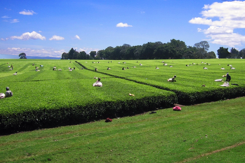 Kericho, Kenya: Kenya có nhiều loại trà với màu sắc khác nhau như trà đen, xanh lá, vàng hay thậm chí là màu trắng được trồng trên khắp đất nước. Nằm ở vùng cao nguyên ẩm ướt của thung lũng Rift, Kericho là một trong khu trồng trà nổi tiếng nhất của Kenya. Ảnh: Pinterest. 5 tác dụng phụ không ngờ của trà xanh Trà xanh có nhiều công dụng cho sức khỏe, tuy nhiên, không phải ai cũng có thể uống loại trà này. Kericho, Kenya: Kenya có nhiều loại trà với màu sắc khác nhau như trà đen, xanh lá, vàng hay thậm chí là màu trắng được trồng trên khắp đất nước. Nằm ở vùng cao nguyên ẩm ướt của thung lũng Rift, Kericho là một trong khu trồng trà nổi tiếng nhất của Kenya. Ảnh: Pinterest. 5 tác dụng phụ không ngờ của trà xanh Trà xanh có nhiều công dụng cho sức khỏe, tuy nhiên, không phải ai cũng có thể uống loại trà này.