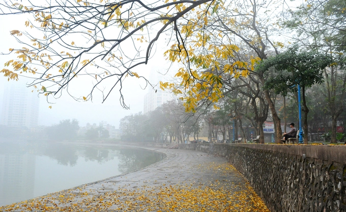 Cùng với sưa, hoa bưởi, hoa ban và hoa xoan cũng trở thành biểu tượng của tháng 3 Hà Nội. Những tán cây bàng, lộc vừng, bằng lăng mùa này cũng đem đến cho không gian thành phố nhiều sắc màu khi thay lá như tiết trời thu, lại vừa nảy những mầm xanh non trong tiết trời cuối xuân. Ảnh: Giang Trịnh.