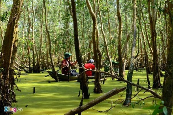 Miền Tây: Những cánh đồng đầy nước, hoa điên điển vàng rực, rừng tràm bạt ngàn... của miền Tây mùa nước nổi hút du khách đến đây vào tháng 9. Ngoài cảnh đẹp, bạn còn có cơ hội thưởng thức những món ngon chế biến từ cá linh và bông điên điển như cá linh kho mía, lẩu cá linh bông điên điển, cá linh chiên bột... Ảnh: Hải An. Miền Tây: Những cánh đồng đầy nước, hoa điên điển vàng rực, rừng tràm bạt ngàn... của miền Tây mùa nước nổi hút du khách đến đây vào tháng 9. Ngoài cảnh đẹp, bạn còn có cơ hội thưởng thức những món ngon chế biến từ cá linh và bông điên điển như cá linh kho mía, lẩu cá linh bông điên điển, cá linh chiên bột... Ảnh: Hải An.